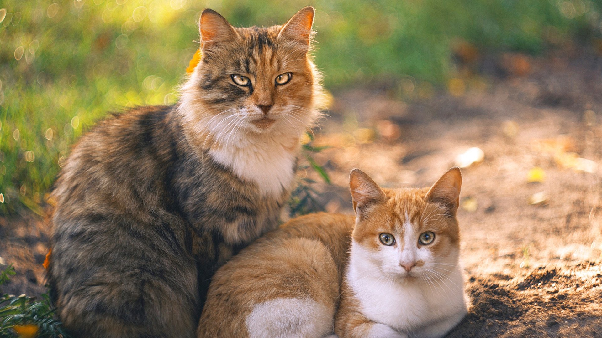 【比赛逆转】守株待兔式防守成为制胜法宝,守株待兔的下一句歇后语是什么