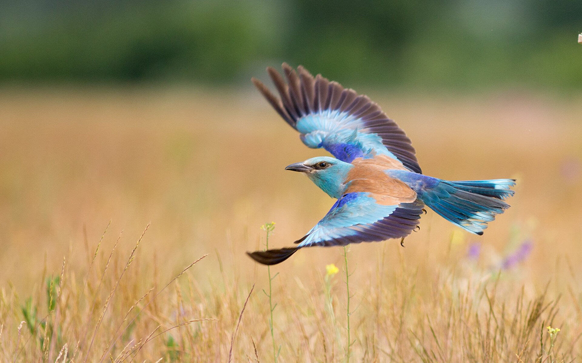 个性化装备:球杆、球鞋的个性定制火了,签名球杆