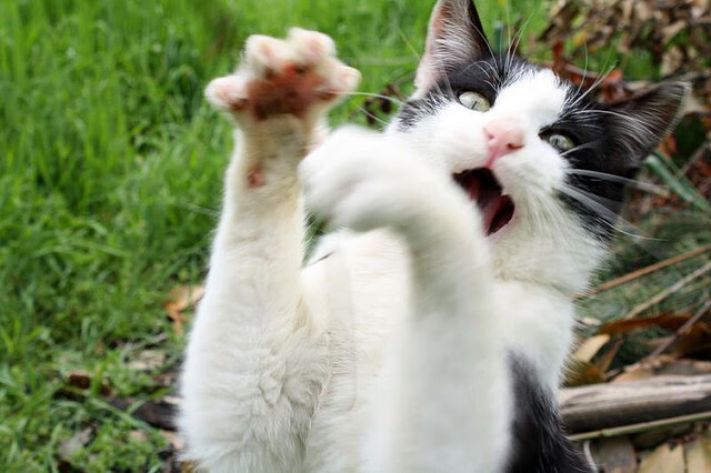 中国青训教练员体系不断完善，专业化水平提升，职业梯队青训教练招聘