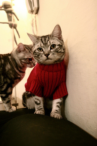 大型悬崖落水跳水赛，惊险刺激挑战极限，悬崖上跳水会死吗